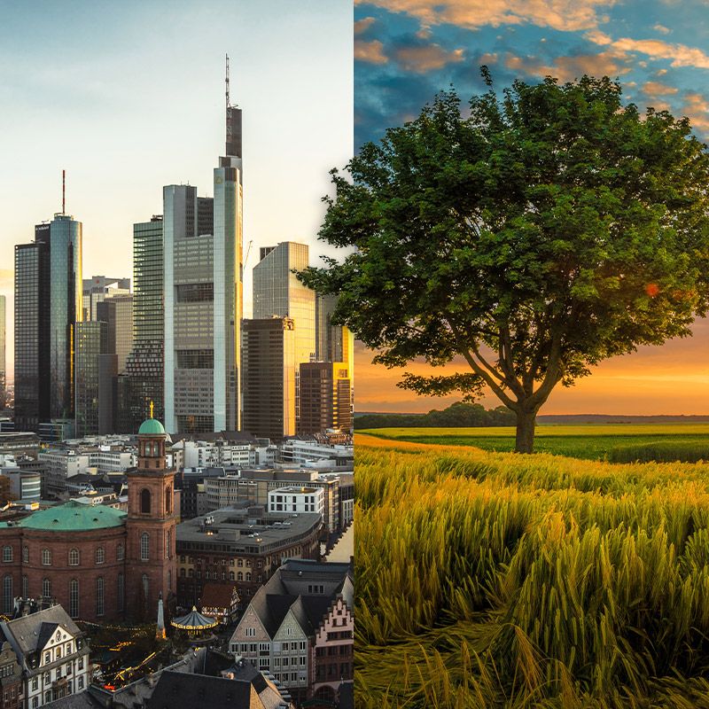 Stadt vs. Baum Stadt vs. Baum