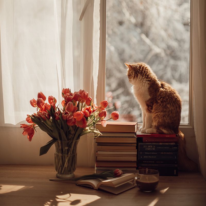 Erlenholz für Landhausstil Warmes Erlenholz für gemütlichen, schicken Landhausstil