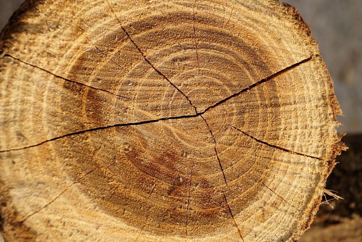 Kernholz Kernholz