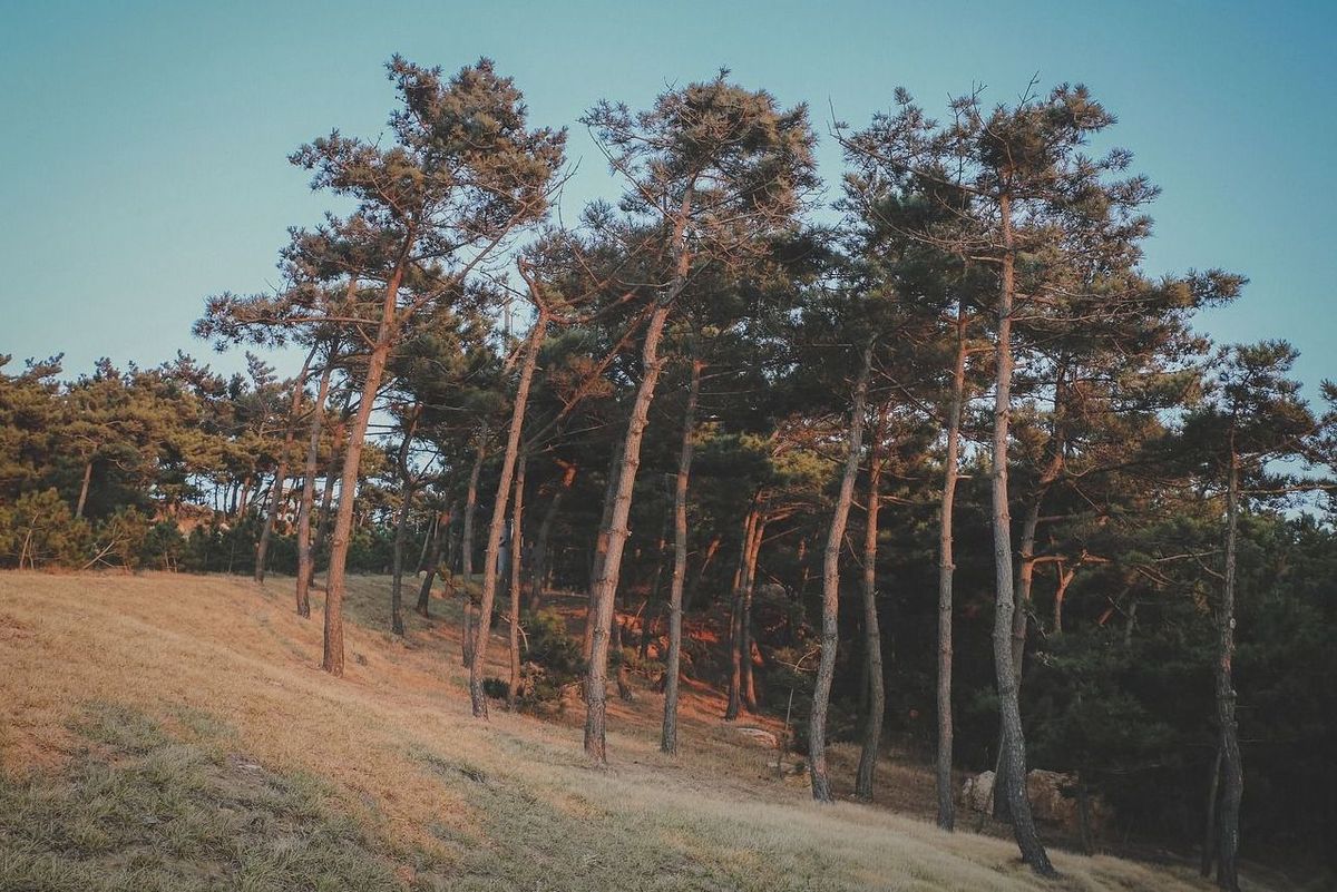 Kiefernwald Kiefernwald