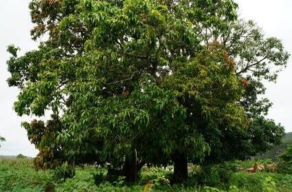Mangoholz Mangoholz