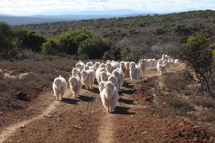 Mohair Ziegenherde