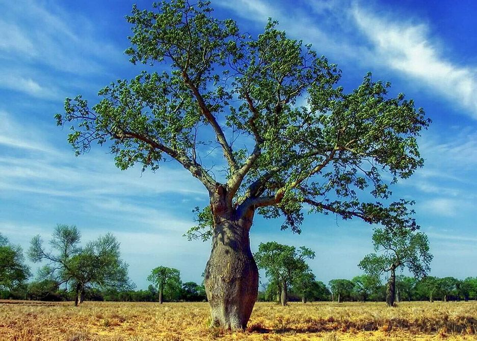 Kapokbaum Blätter Kapokbaum Blätter