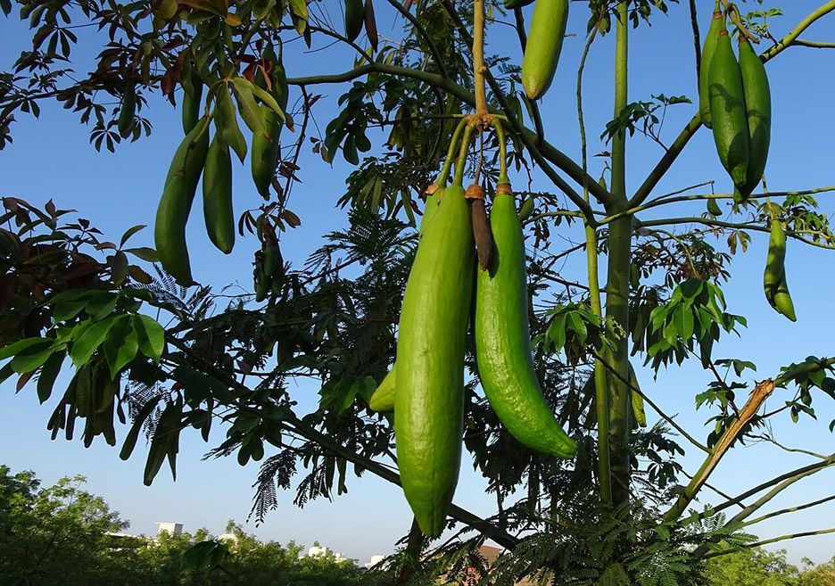 Kapok Schoten Großaufnahme Kapok Schoten Großaufnahme