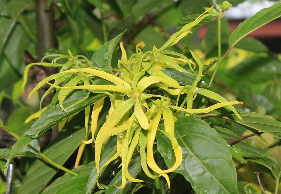 Ylang-Ylang Ylang-Ylang