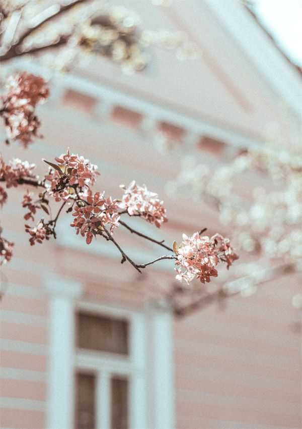 Blüten pastell