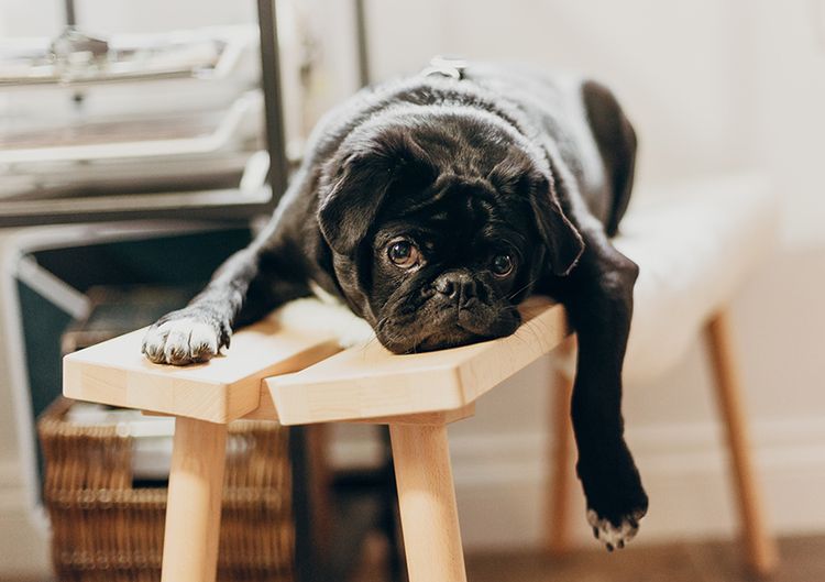 Hasena Boxspringbetten Hund auf Holz