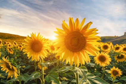 Sommer-Bettdecken