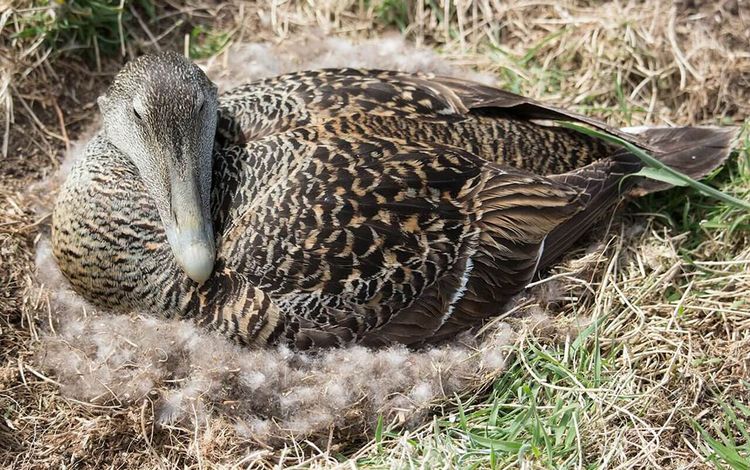 Eiderente im Nest