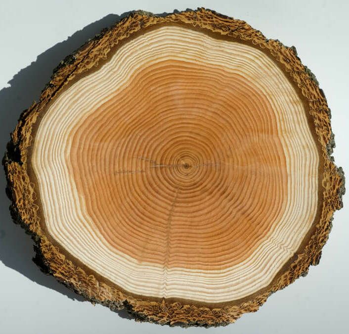 Kernholz Baumscheibe