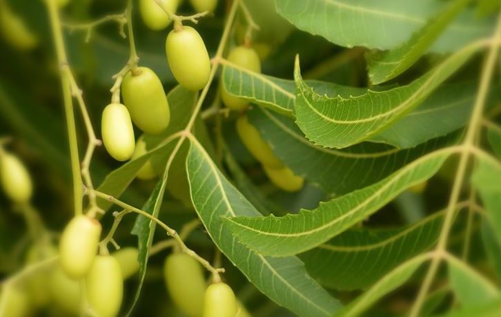 Neem