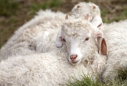 Mohairziege jung