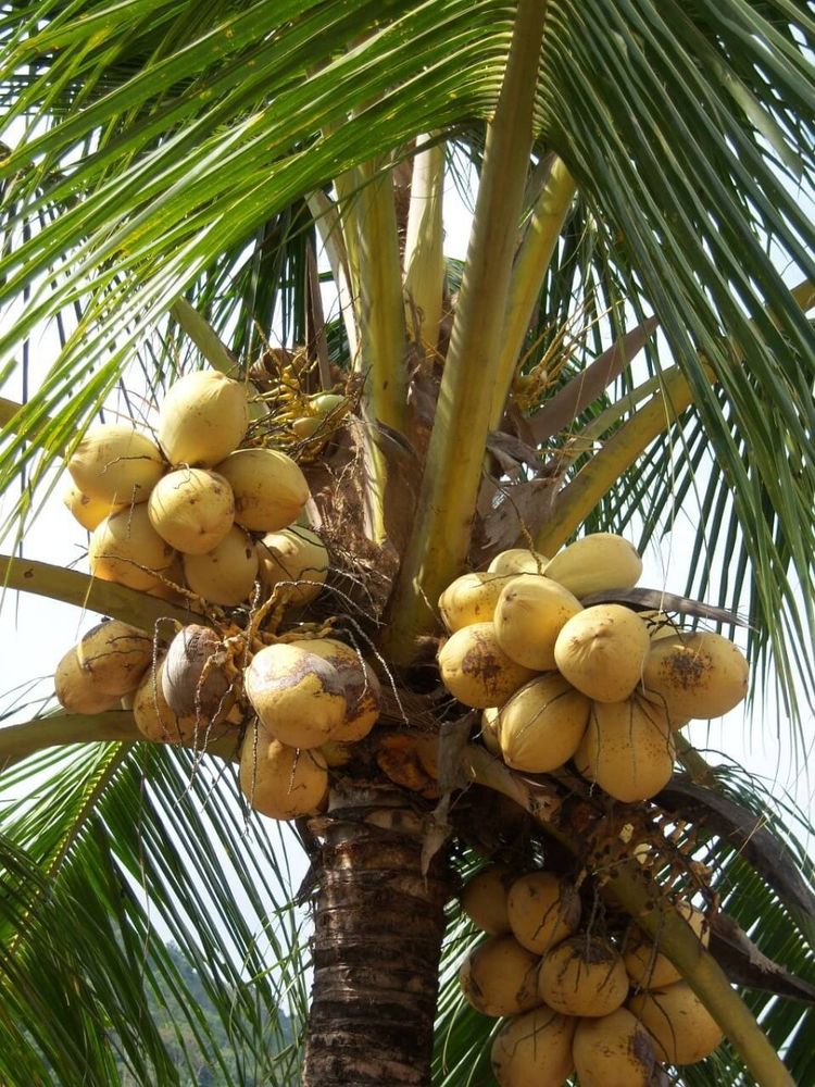 Kokospalme mit Früchten