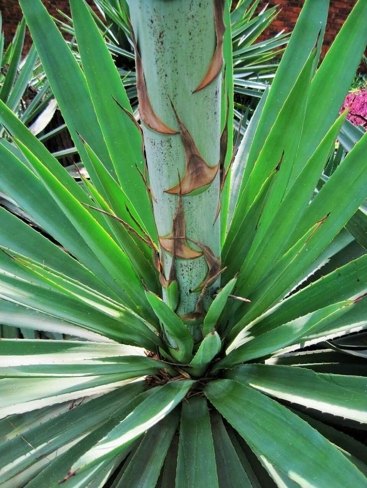 Naturfaser Sisal