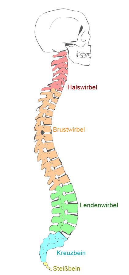 Wirbelsäule 