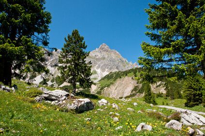 Zirbenwald Alpen