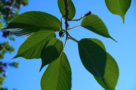 Kirschbaum Blätter