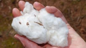 Naturfaser Baumwolle erntereif Hand