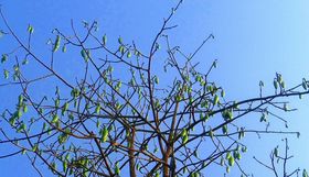 Naturfaser Kapok Baum Schoten