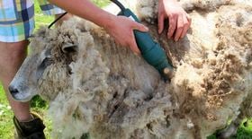 Naturfaser Schafwolle Schaf scheren