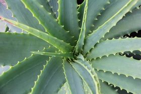 Textilveredelung Aloe Vera Pflanze