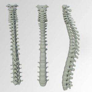Die natürliche Form der Wirbelsäule muss in jeder Schlafposition beibehalten werden.