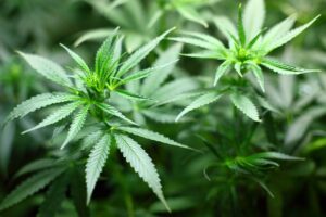 Wie wirkt Cannabis Marihuana auf den Schlaf?