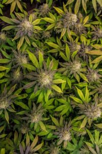 CBD Gewinnung aus Hanf Blüten