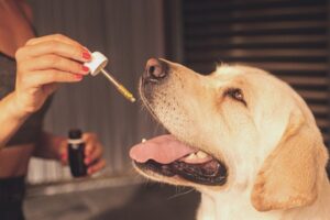 CBD Öl für Haustiere