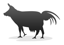 Die eierlegende Wollmilchsau