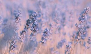 Schlaffördernde, entspannende Düfte für das Schlafzimmer - Lavendel