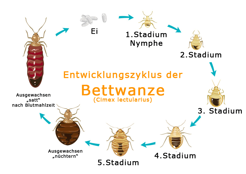 Bett die stechen tiere im Ungeziefer im