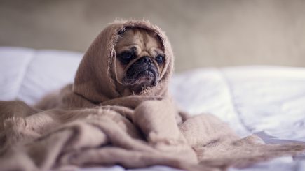 Gehören Haustiere ins Schlafzimmer - ja oder nein ?