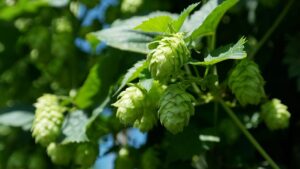 Kräuter und Heilpflanzen wie Hopfen als natürliche Schlafhelfer