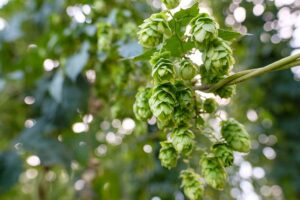 Kissen-Tipp - Kräuterkissen mit Hopfen für besseren Schlaf