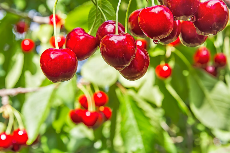 Kirschen erhöhen den Melatoninspiegel - © HaiGala / Fotolia.com