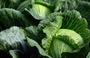 Mineralstoff Molybdän - Kohl