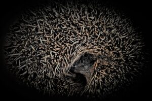 Winterschlaf bei Tieren Igel