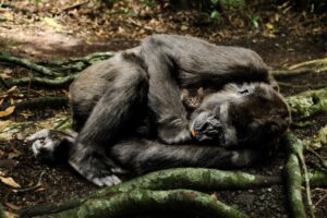 Wo Tiere schlafen
