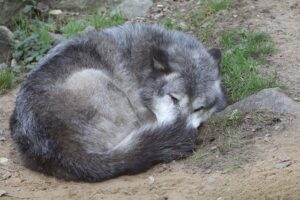 Breus Schlaftypen - Chronotyp Wolf