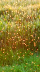 Mückenschwarm - tanzende Mücken sind harmlos