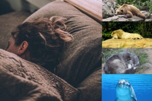 Vier Schlaftypen nach Breus - Bär, Löwe, Wolf, Delfin