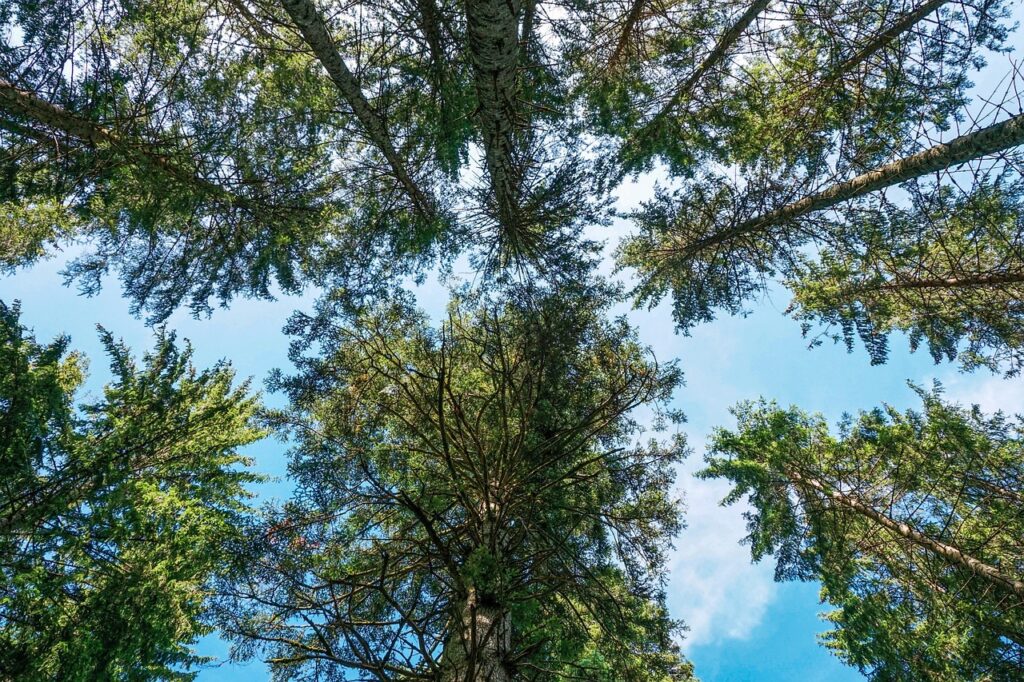 Im Nadelwald gibt es mehr Terpene als im Laubwald.