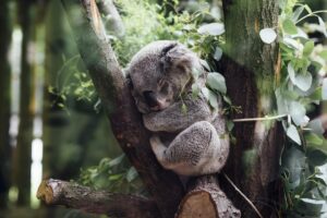 Wissenswertes über den Schlaf der Tiere